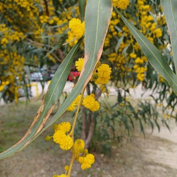 Acacia saligna Blad