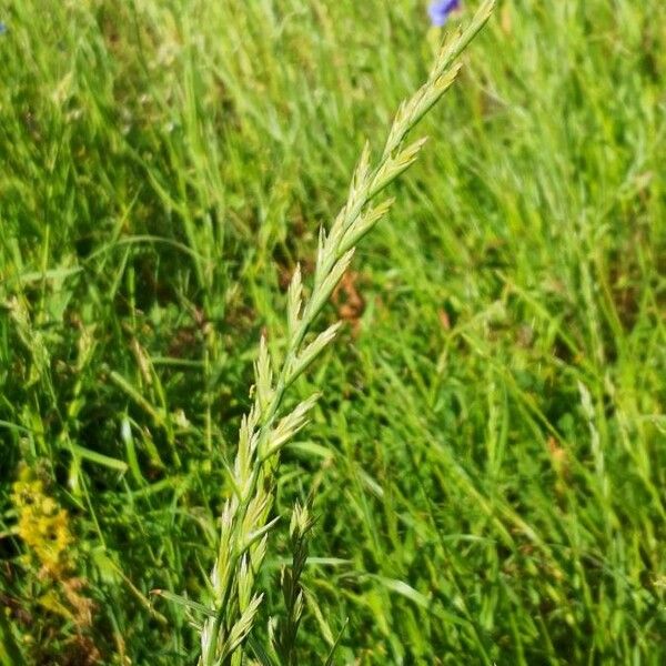 Lolium perenne Flower