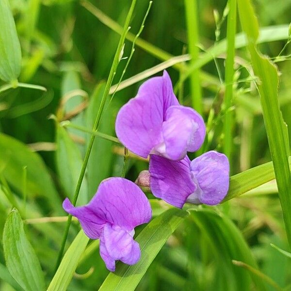 Lathyrus palustris Virág