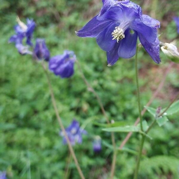 Aquilegia vulgaris Flower