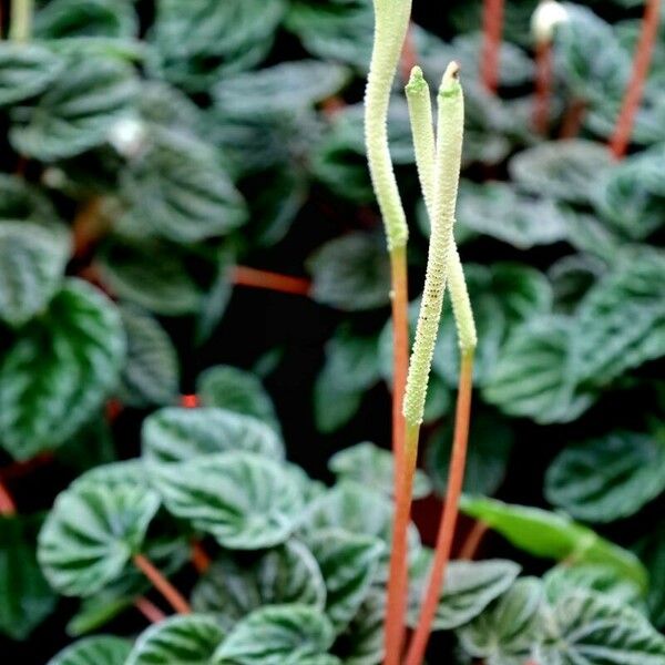 Peperomia albovittata Кветка