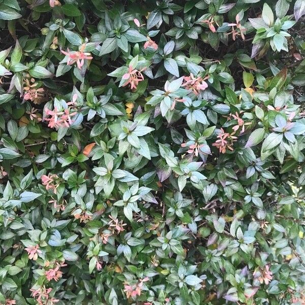Abelia × grandiflora Folha