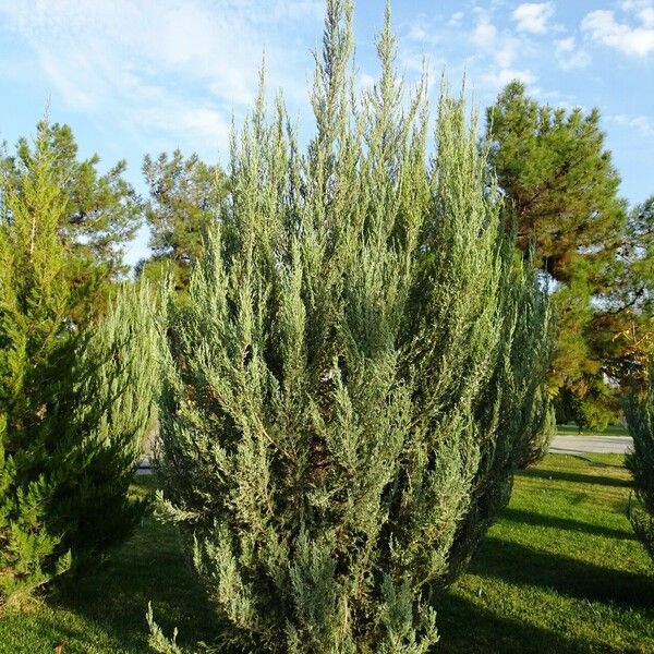 Juniperus scopulorum Habitus