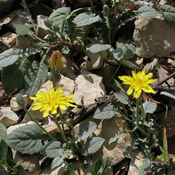 Crepis pygmaea Kwiat