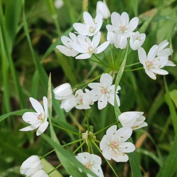 Allium neapolitanum Bloem