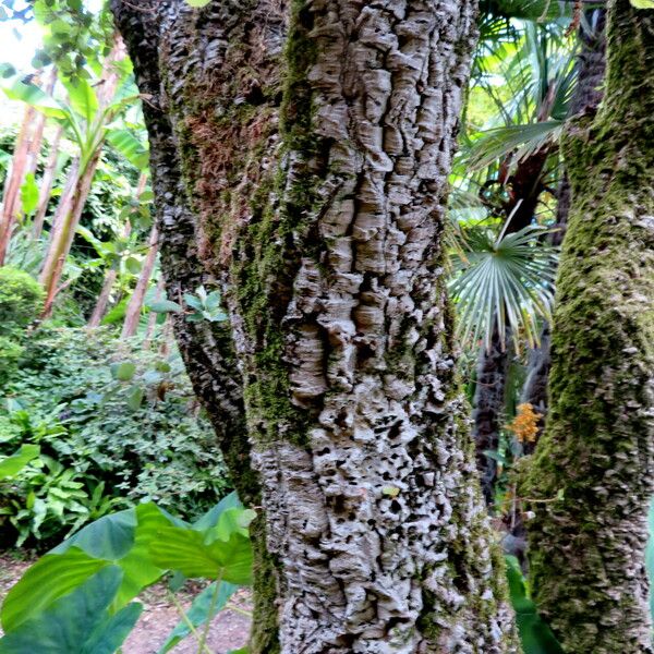 Quercus suber Corteccia