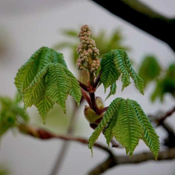 Aesculus hippocastanum Frunză