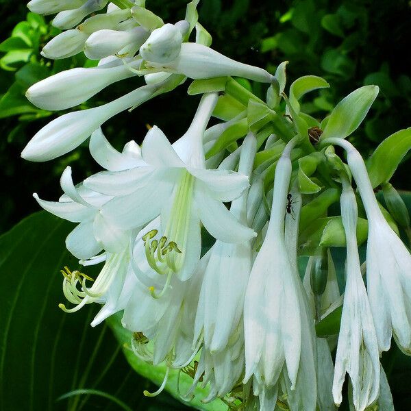 Hosta sieboldiana Žiedas