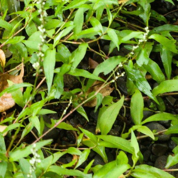 Persicaria hydropiper Цветок