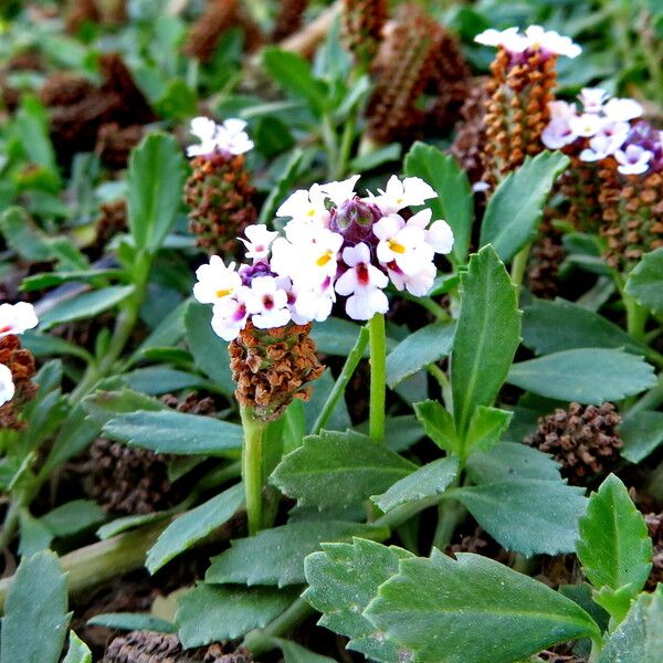 Phyla nodiflora Flower