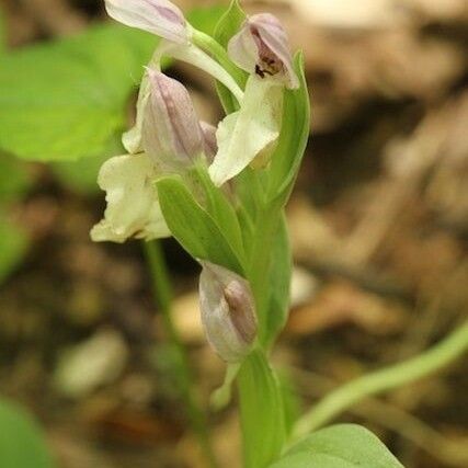 Galearis spectabilis Λουλούδι