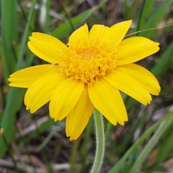 Arnica fulgens Flower