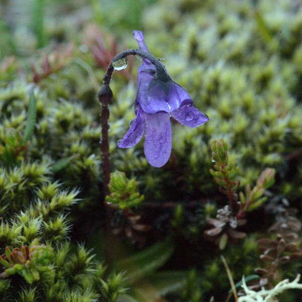 Pinguicula vulgaris 花