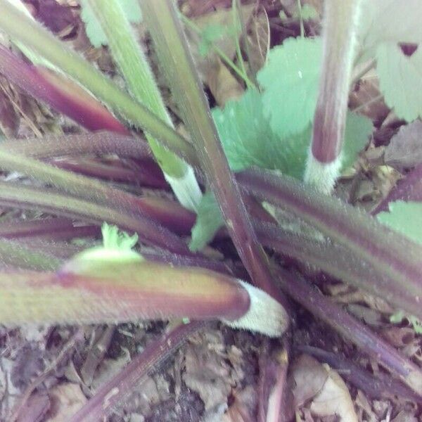 Heracleum sibiricum Lubje