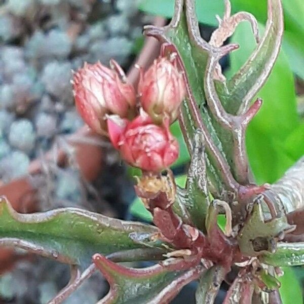 Kalanchoe ceratophylla Квітка