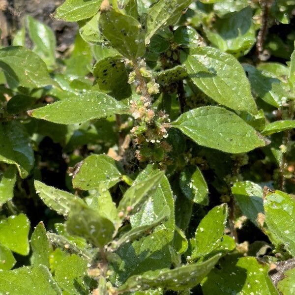 Parietaria judaica Leaf