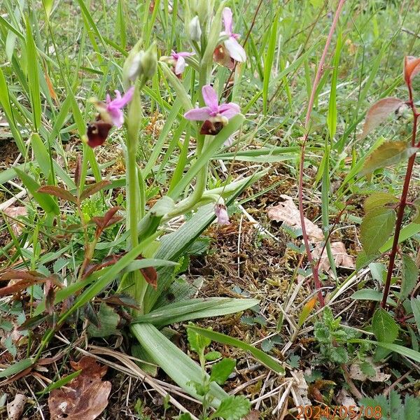 Ophrys holosericea Habitus