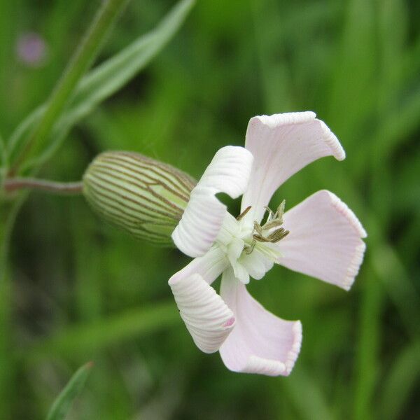 Silene conica Blomma