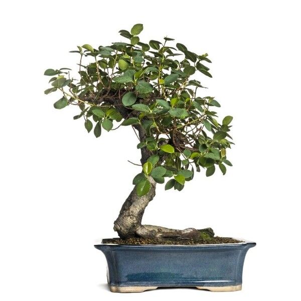 Ficus microcarpa 葉