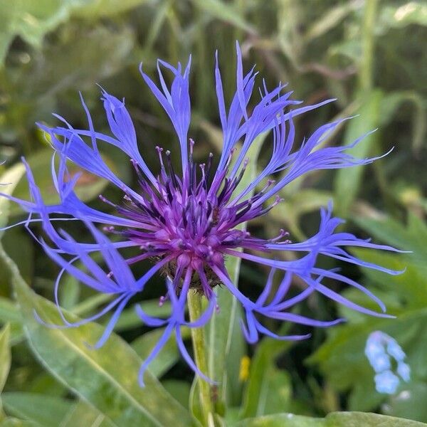 Centaurea triumfettii Flower