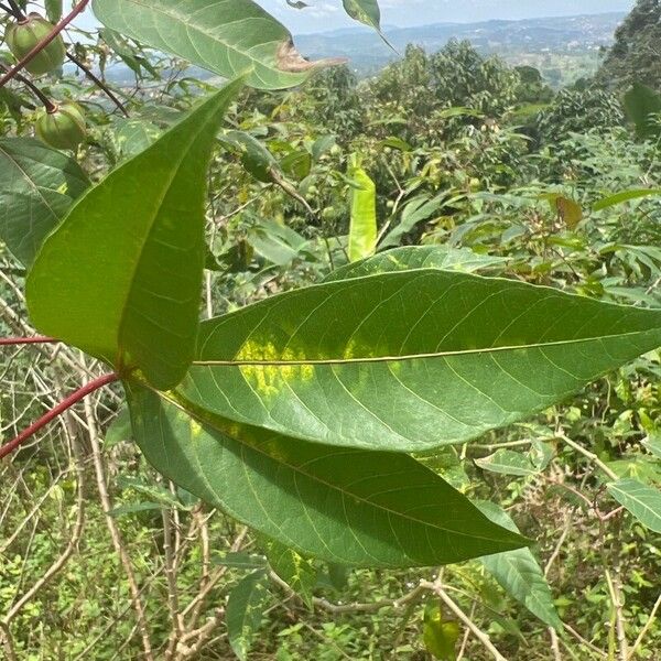 Manihot esculenta পাতা