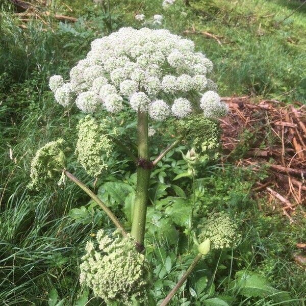 Bunium bulbocastanum Blomst