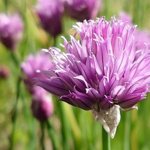 Allium schoenoprasum Çiçek