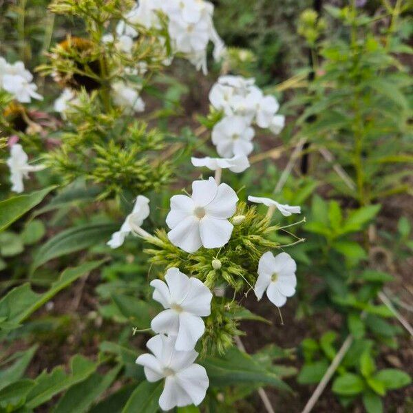 Phlox maculata Çiçek