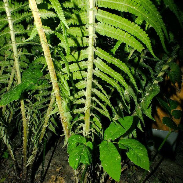 Onoclea struthiopteris Bark