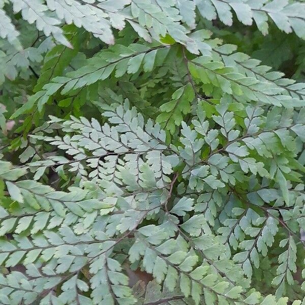 Adiantum formosum Habit