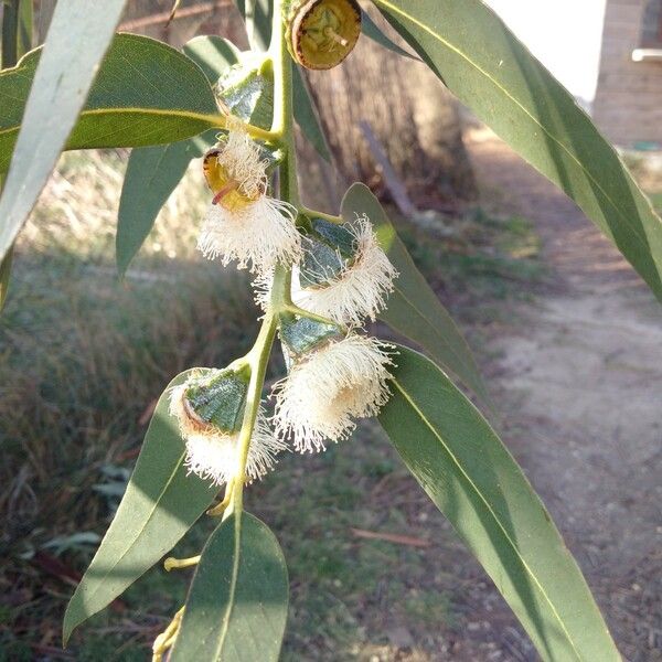 Eucalyptus globulus Flower