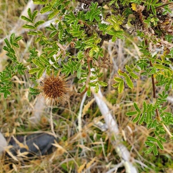 Acaena novae-zelandiae Hoja