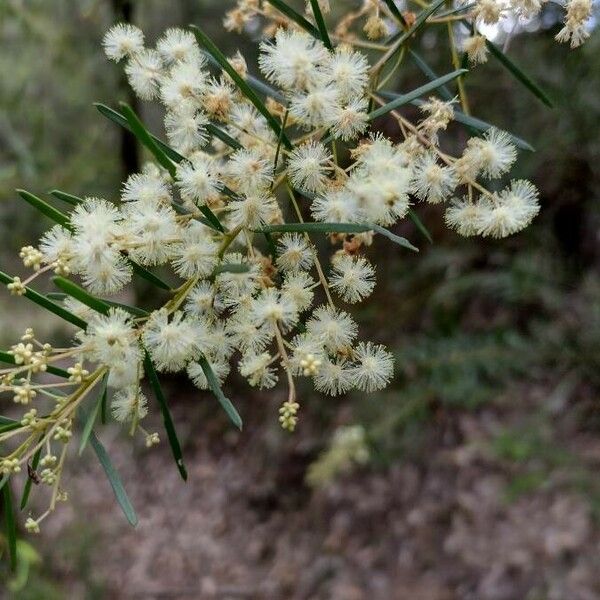 Acacia linifolia Fiore