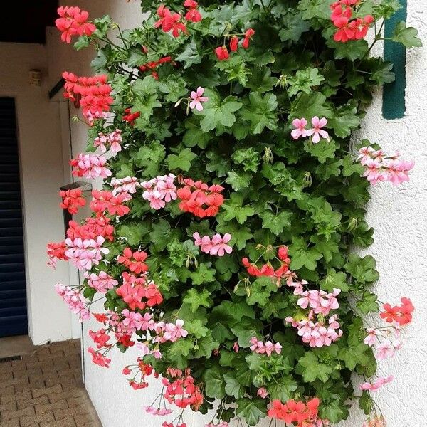 Pelargonium peltatum 整株植物