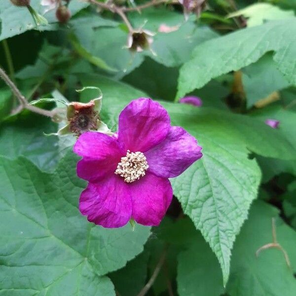 Rubus odoratus Flor