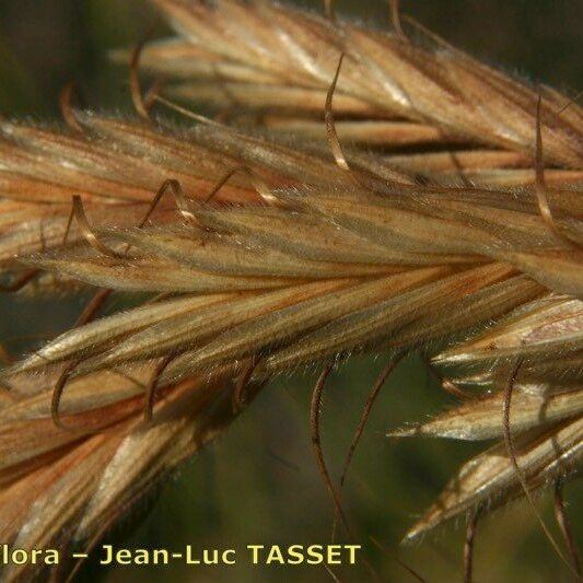 Bromus squarrosus Kwiat