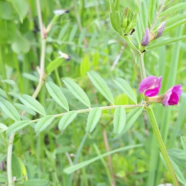 Vicia sativa Leaf