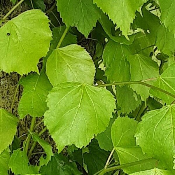 Tilia cordata Lehti