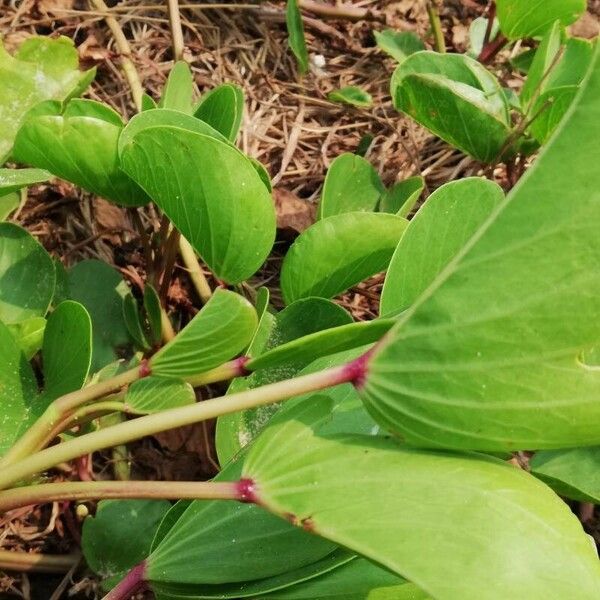 Ipomoea pes-caprae Листок