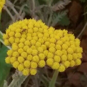 Achillea filipendulina Λουλούδι