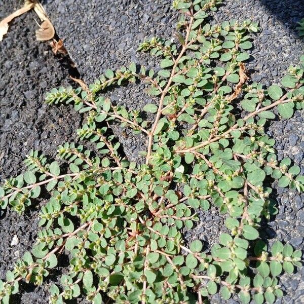 Euphorbia prostrata Lehti