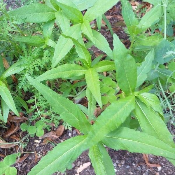 Bidens cernua List