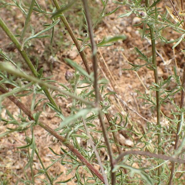 Centaurea paniculata Листок