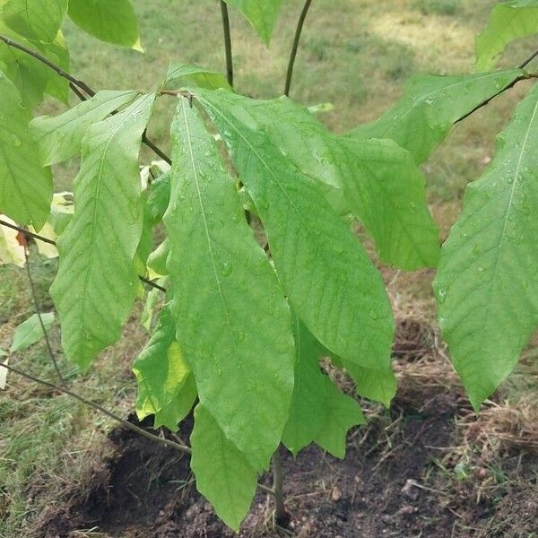 Asimina triloba 叶