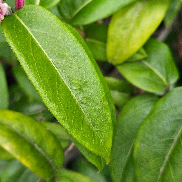 Lonicera acuminata Folha