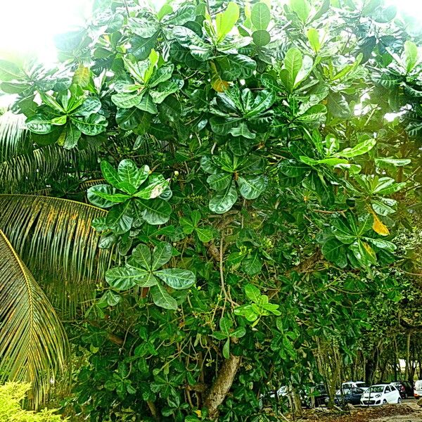 Barringtonia asiatica Plante entière