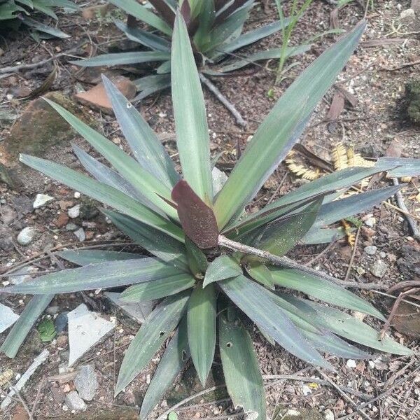 Tradescantia spathacea ഇല