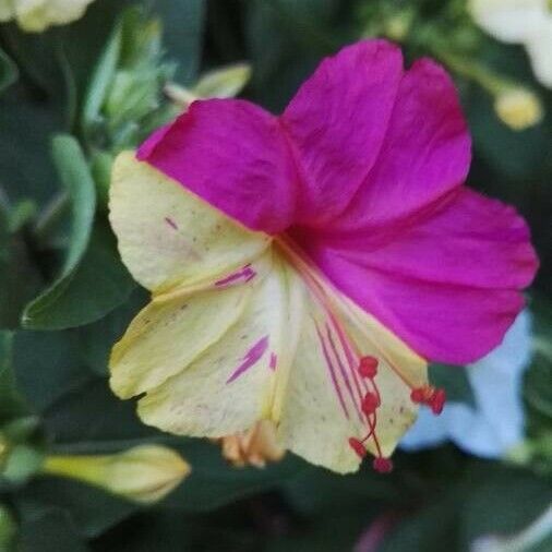 Mirabilis jalapa Flower