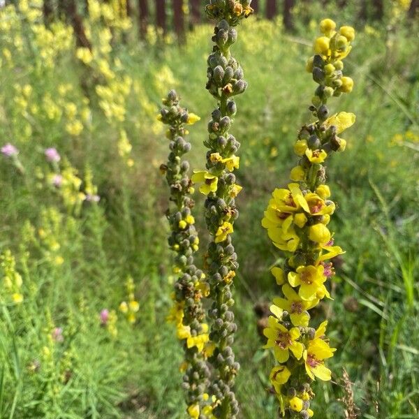 Verbascum nigrum Flower