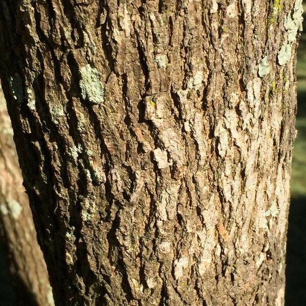 Calpurnia aurea Bark